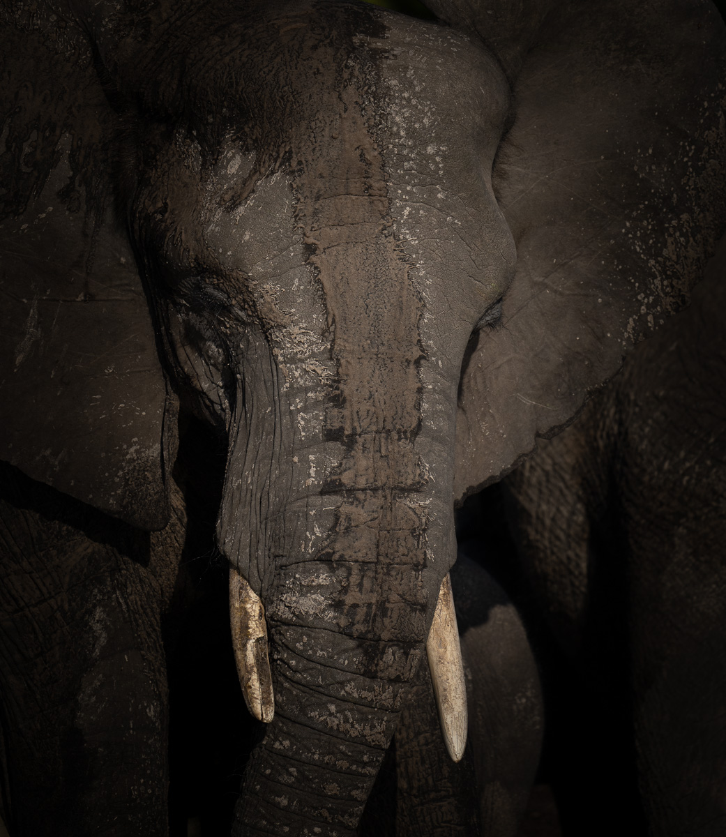 Elephant-0605-IMG_00001.jpg