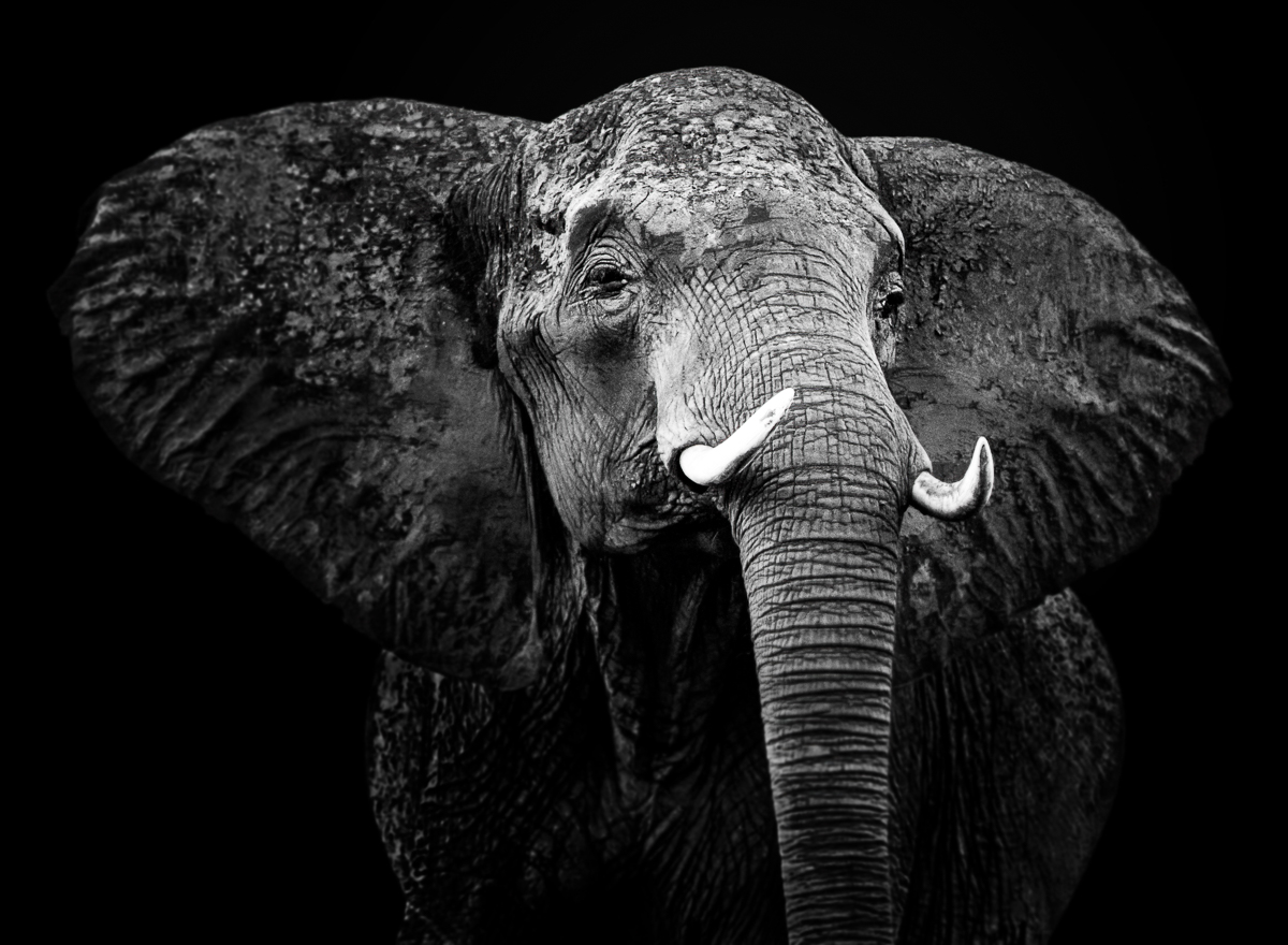 Elephant portrait.jpg