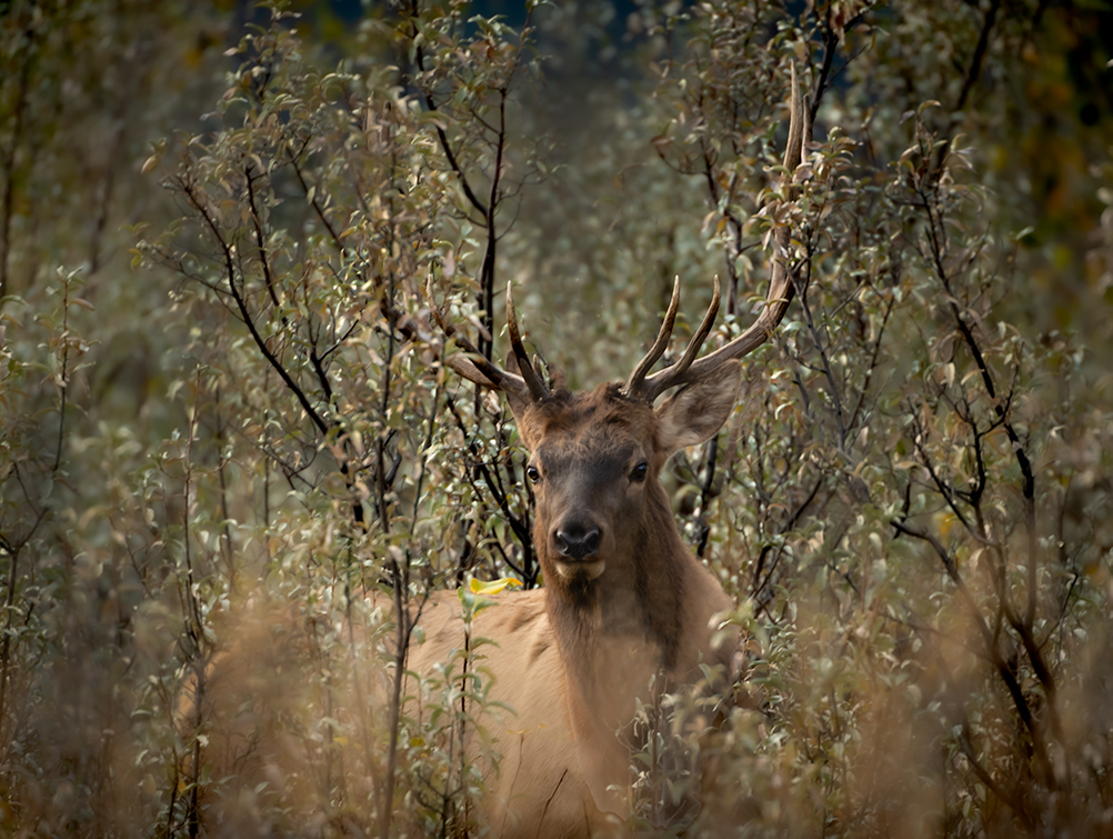 elk camo.jpg