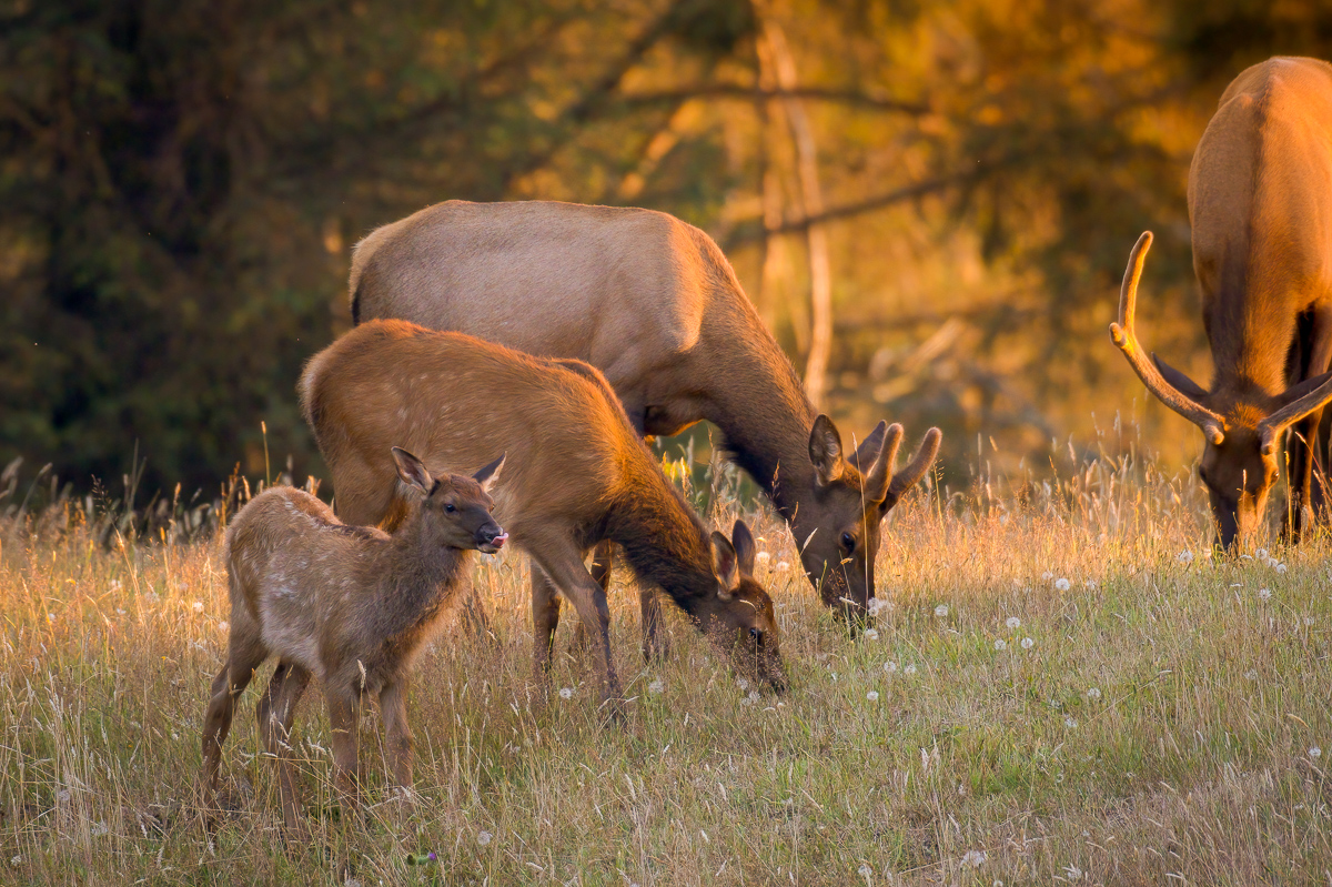 Elk family-4.jpg