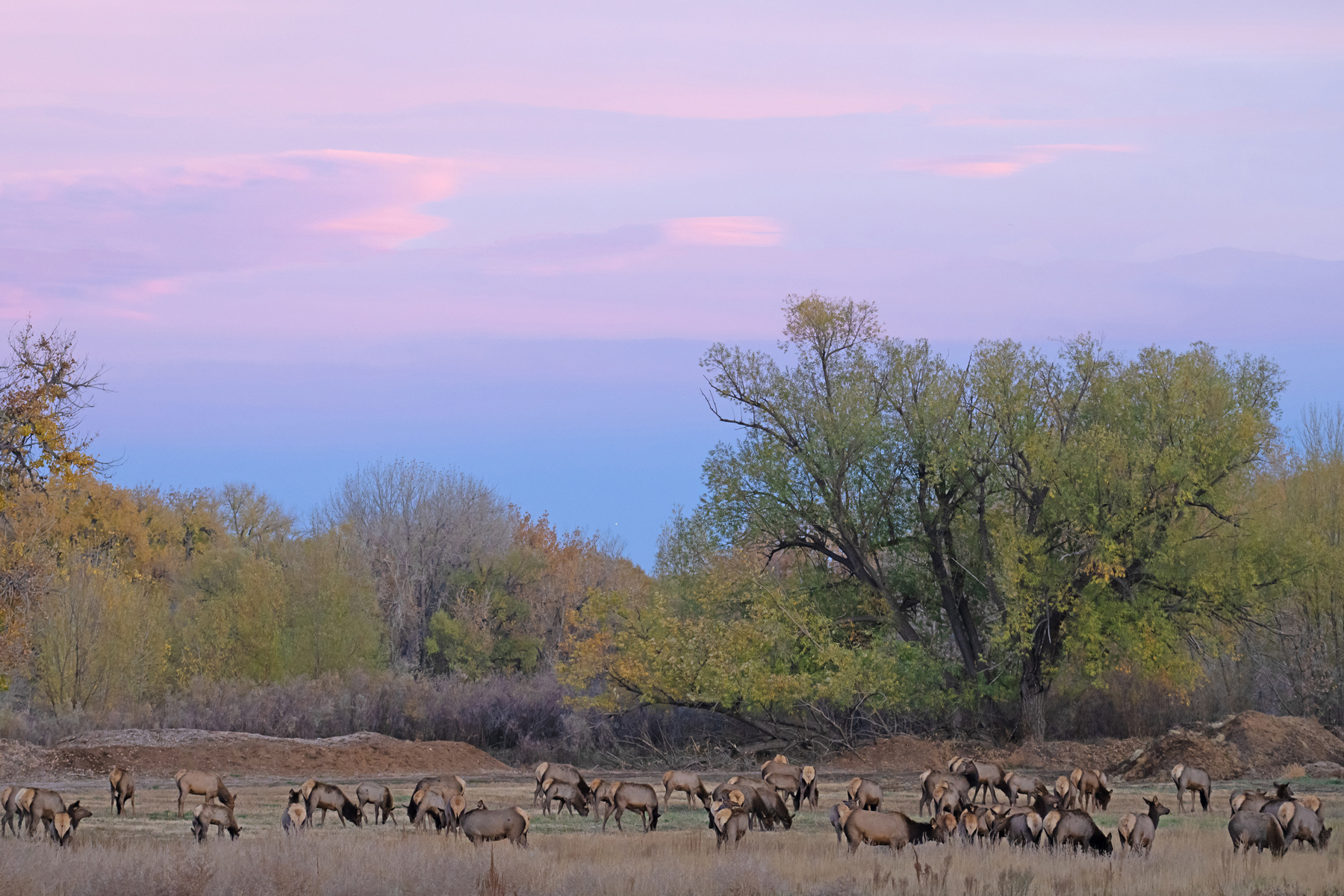 ELK HERD AT SUNSET RMNP _DSC0078.jpg