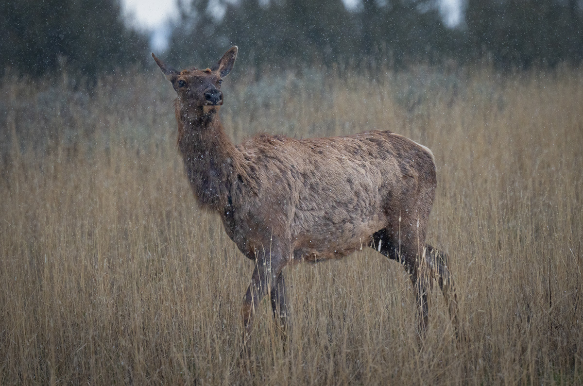 Elk in Snow BCG Z7I_0455-Enhanced-SR.jpg