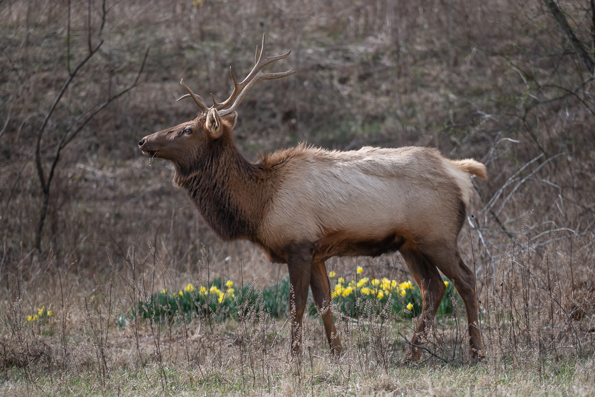 Elk.jpg