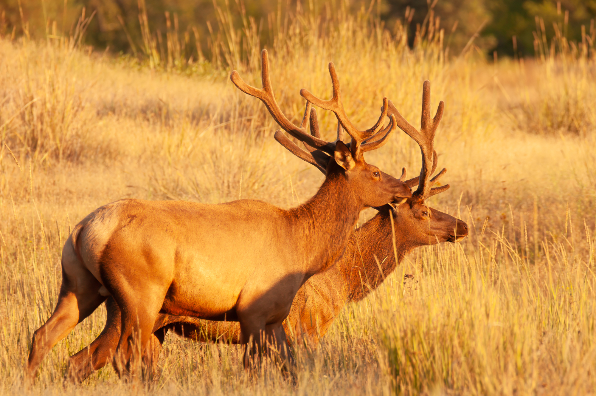 Elk National Bison Range 2.jpg