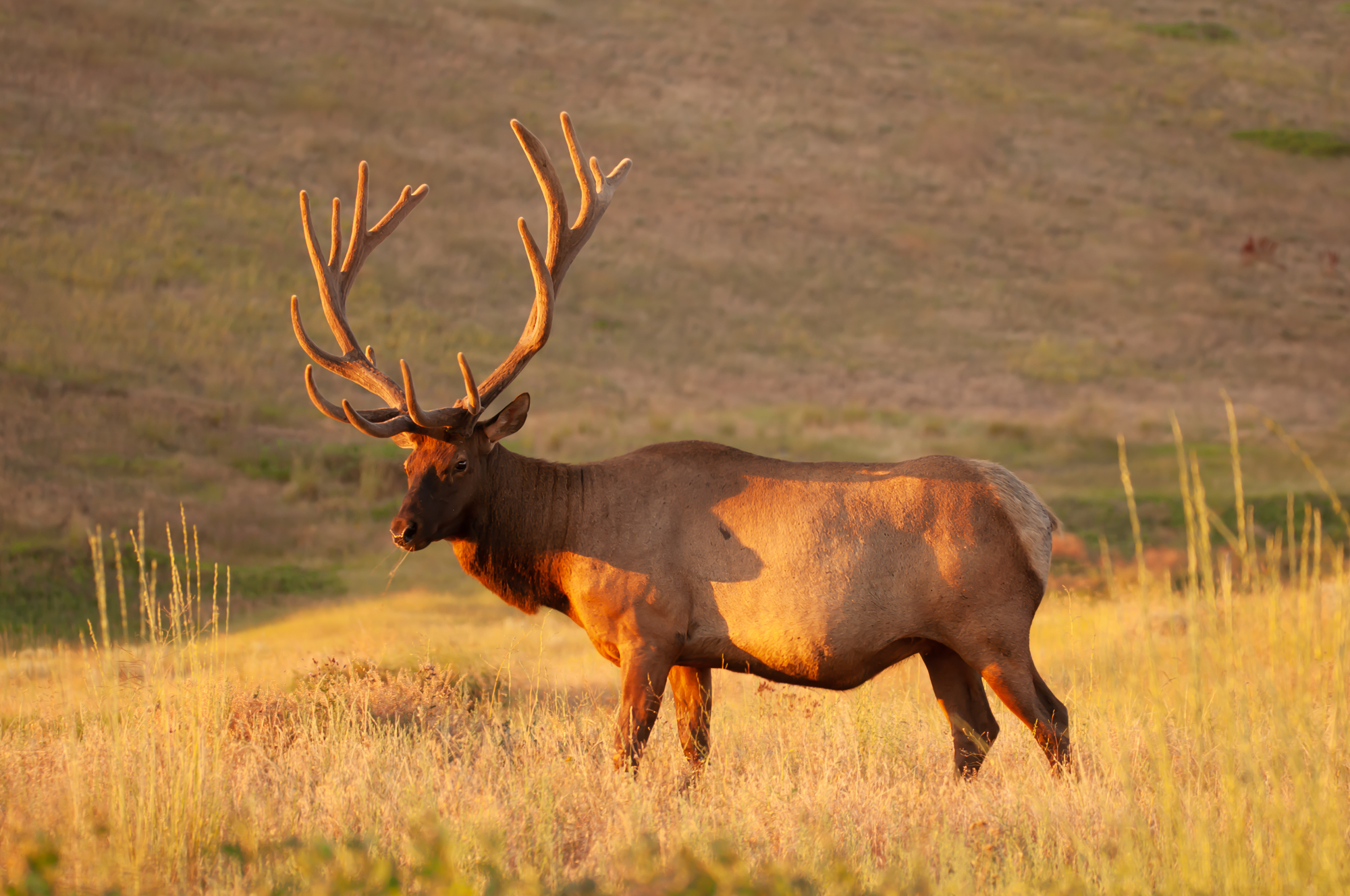 Elk National Bison Range 6.jpg