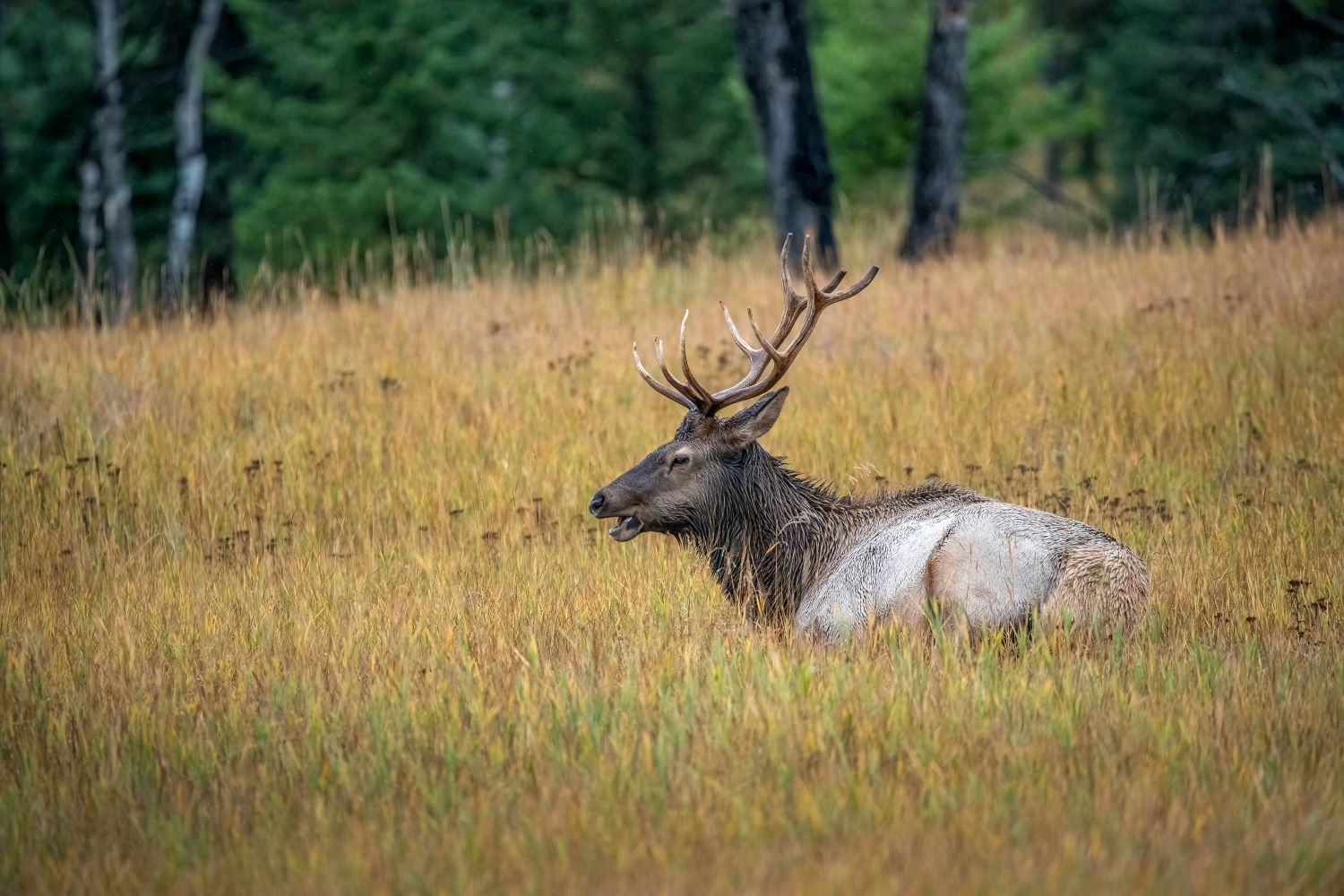 Elk near Jasper  (1 of 1)1500.jpg