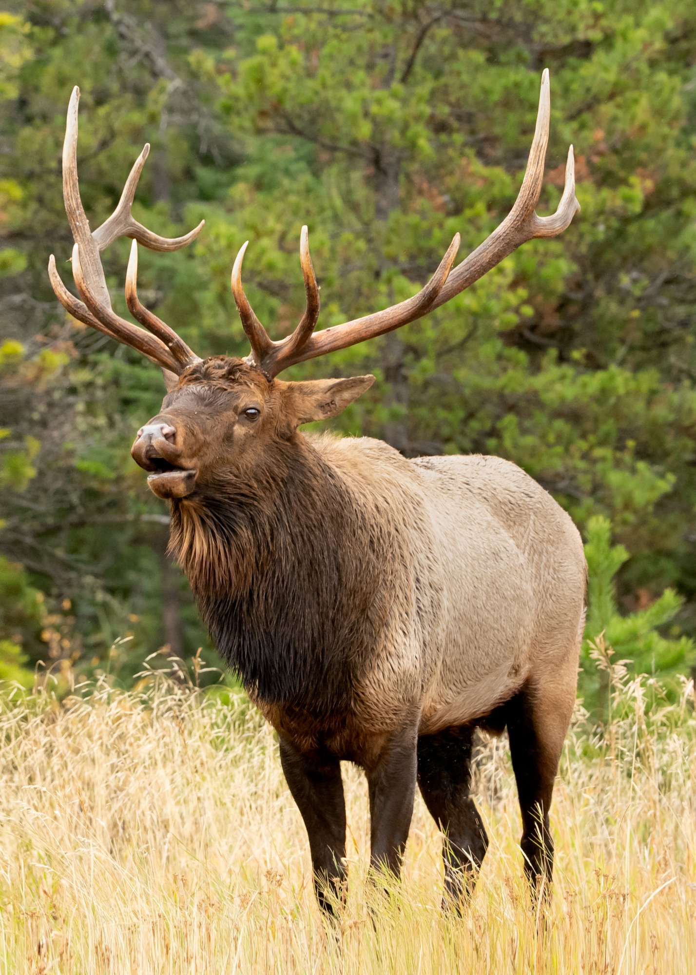 elk with foot room.jpg