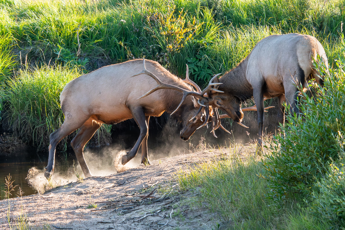 ElkSparring-111.jpg