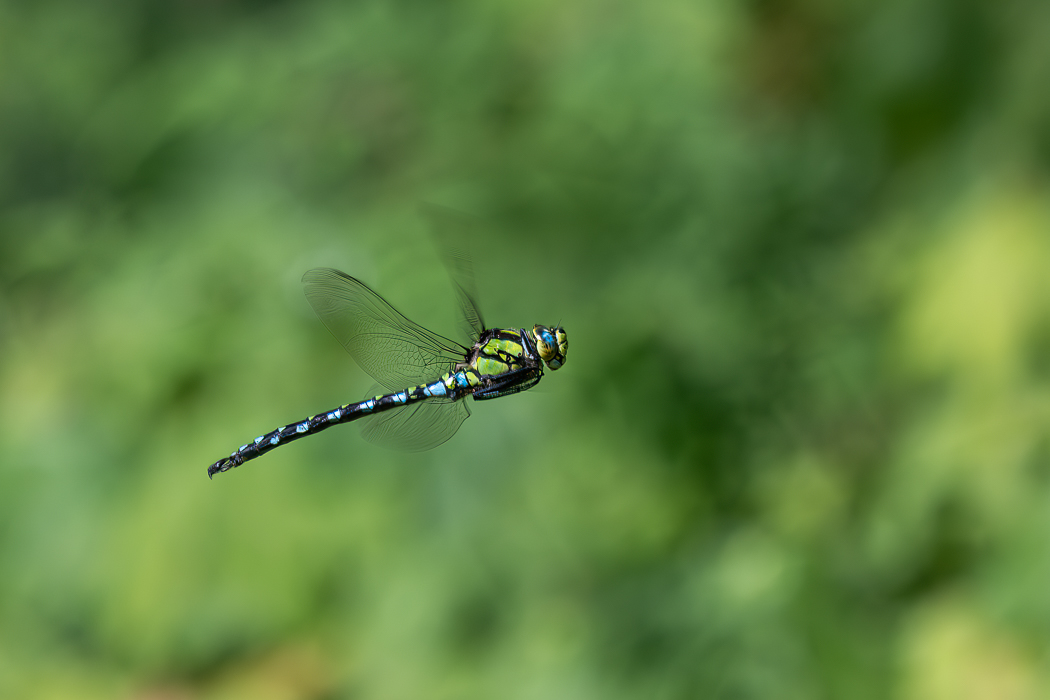 Emperor Dragonfly--2.jpg