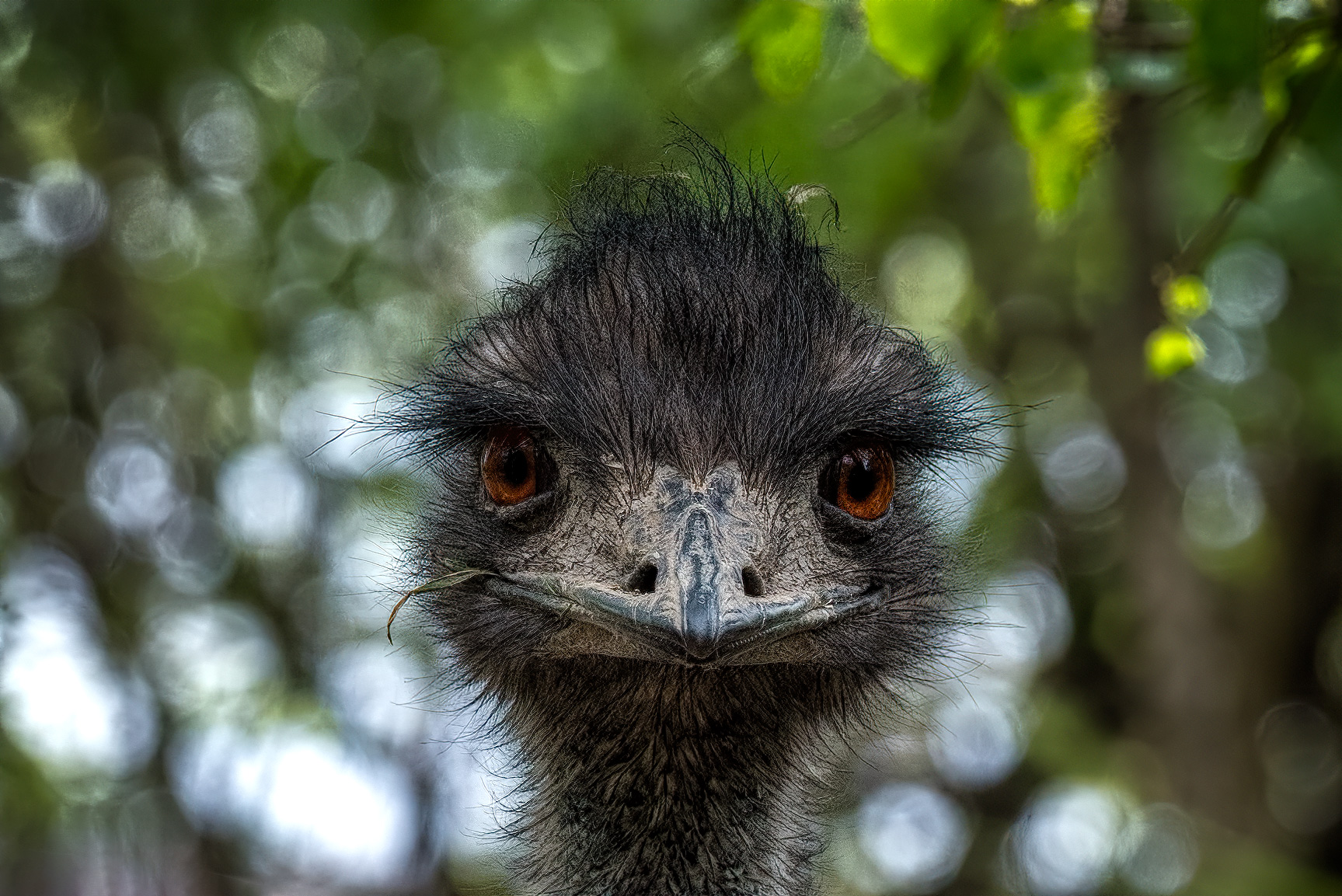 emu.jpg