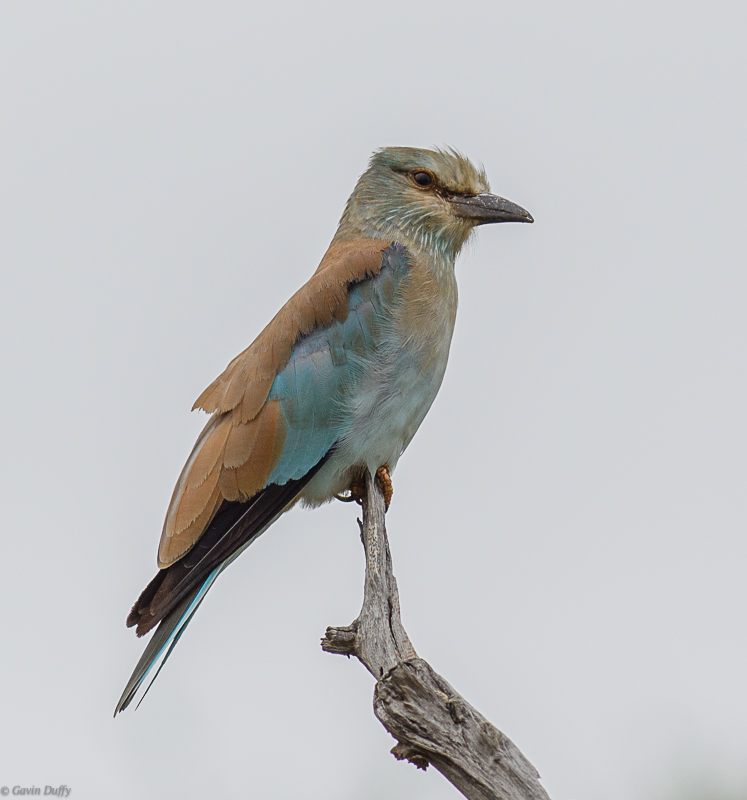 European Roller 1.jpg