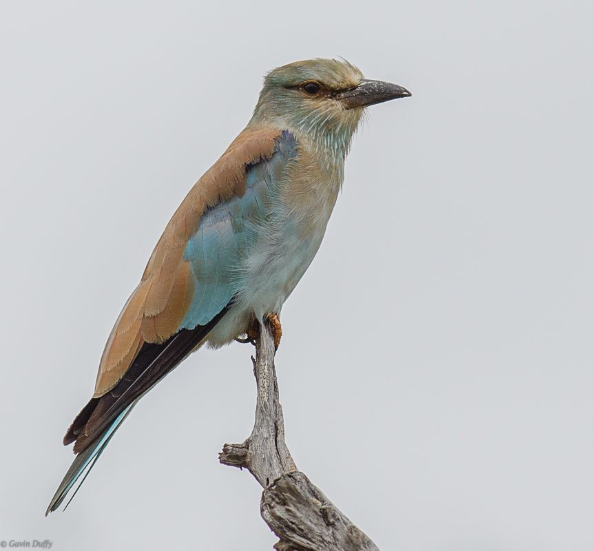 European Roller 2.jpg