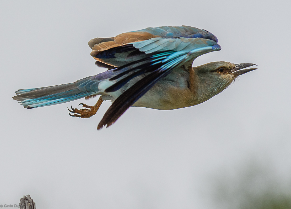 European Roller 3.jpg