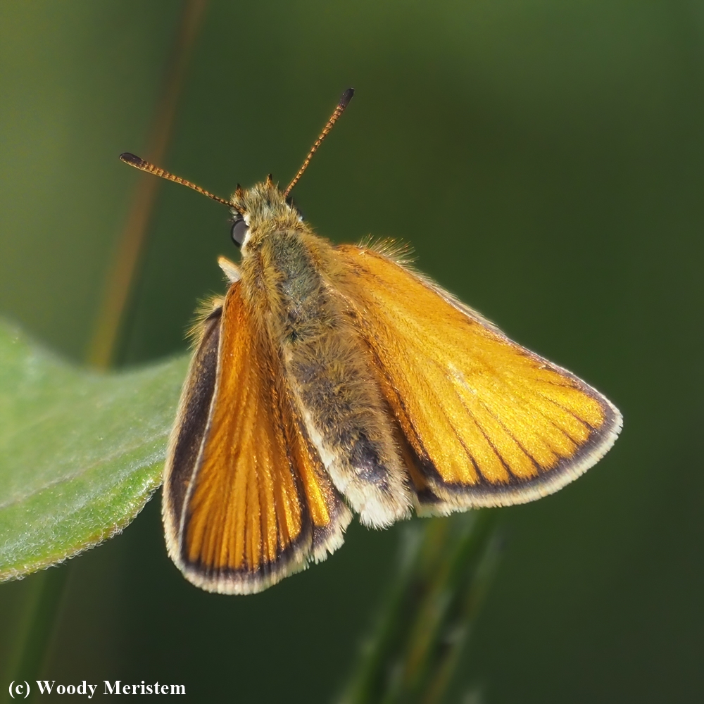 European Skipper.JPG