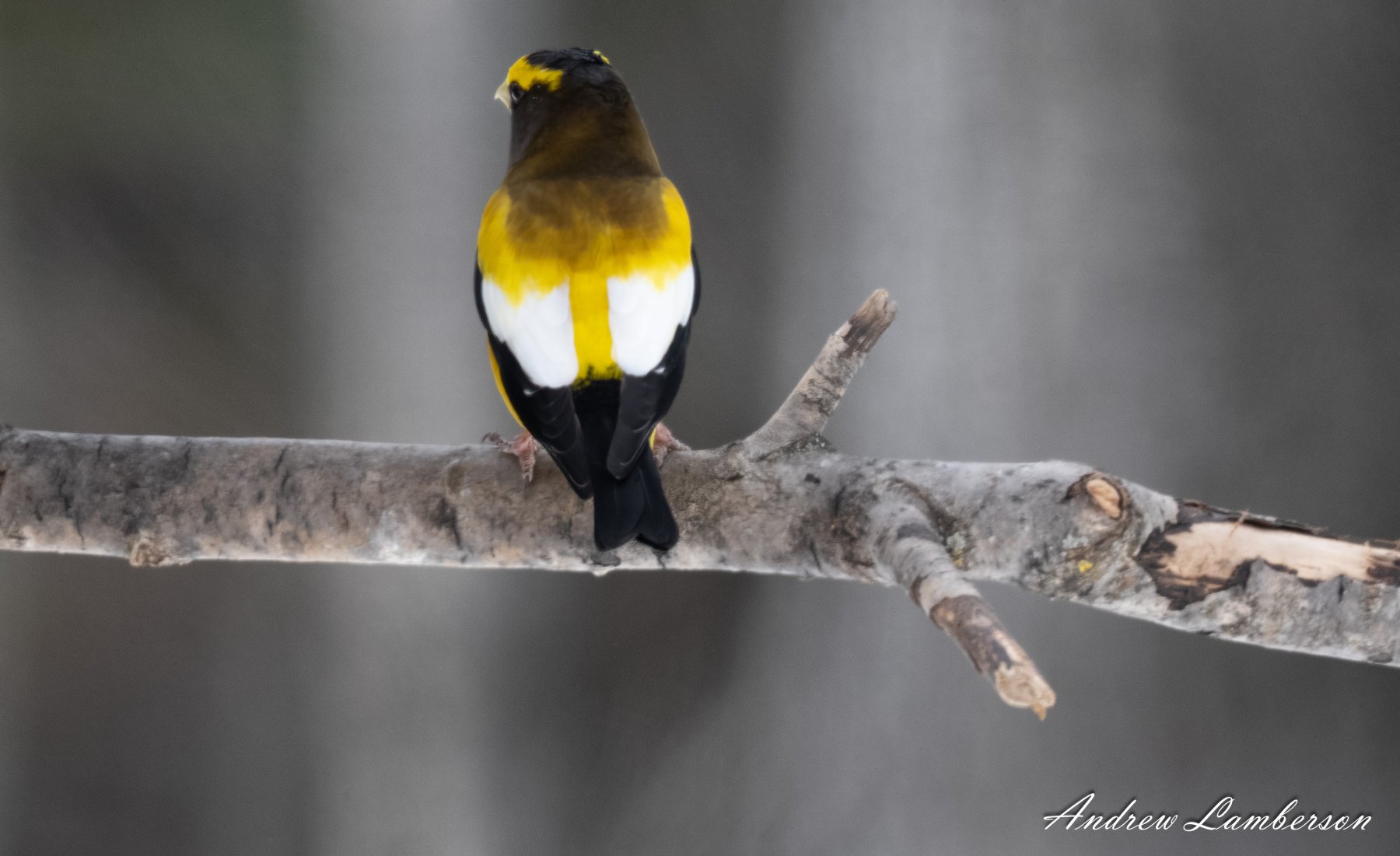 Evening Grosbeak back shot-.jpg