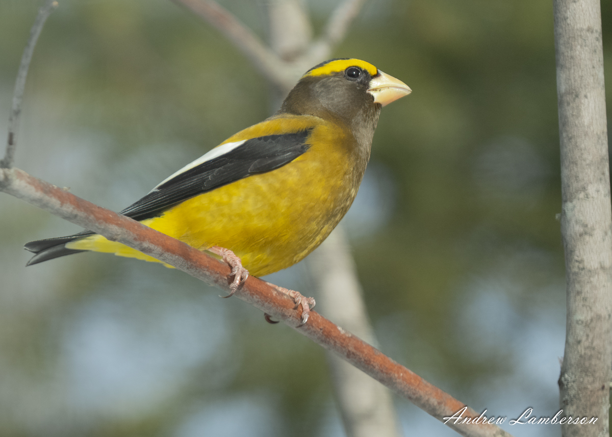 Evening Grosbeak side shot bcf-.jpg