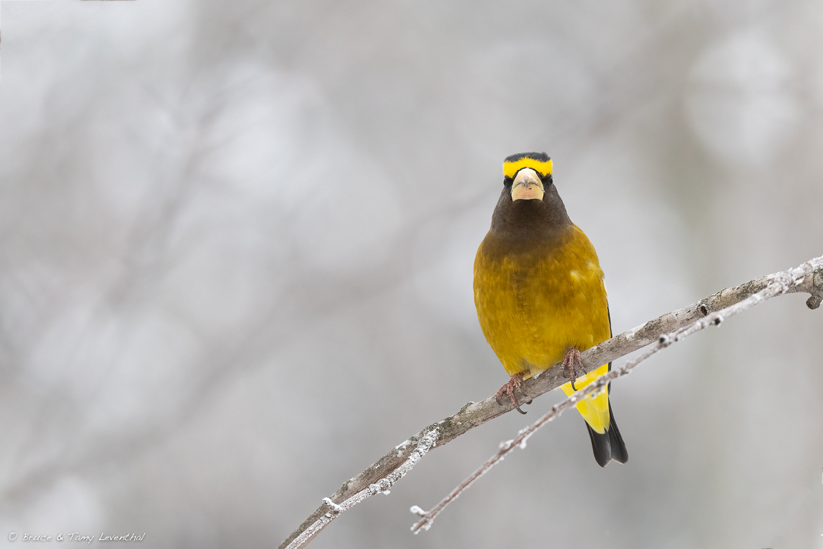 EveningGrossbeak_LEV7109-Edit.jpg