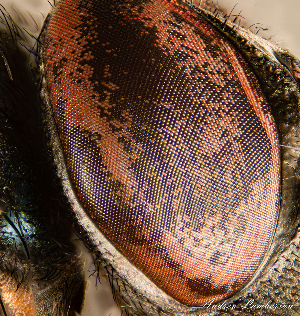 eye of a housefly at 10x--2.jpg