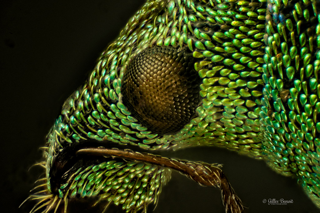 Eye-of-Green-Weevil.jpg