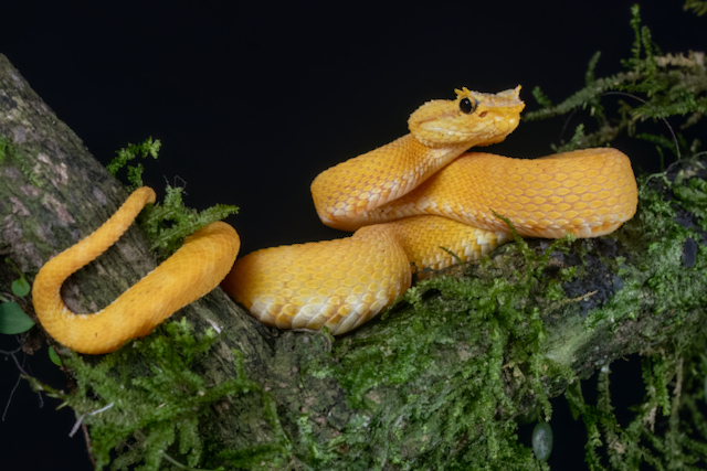 Eyelash Pit Viper (yellow phase) 2.jpeg