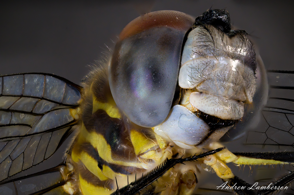 face of a dragonfly-.jpg