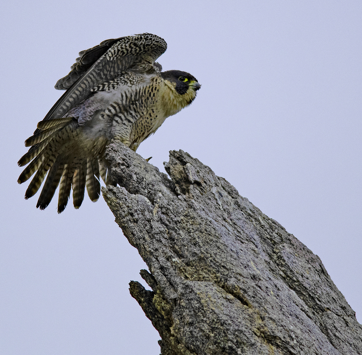 FALCON RUFFLES FEATHERS B _DSC3093.jpg