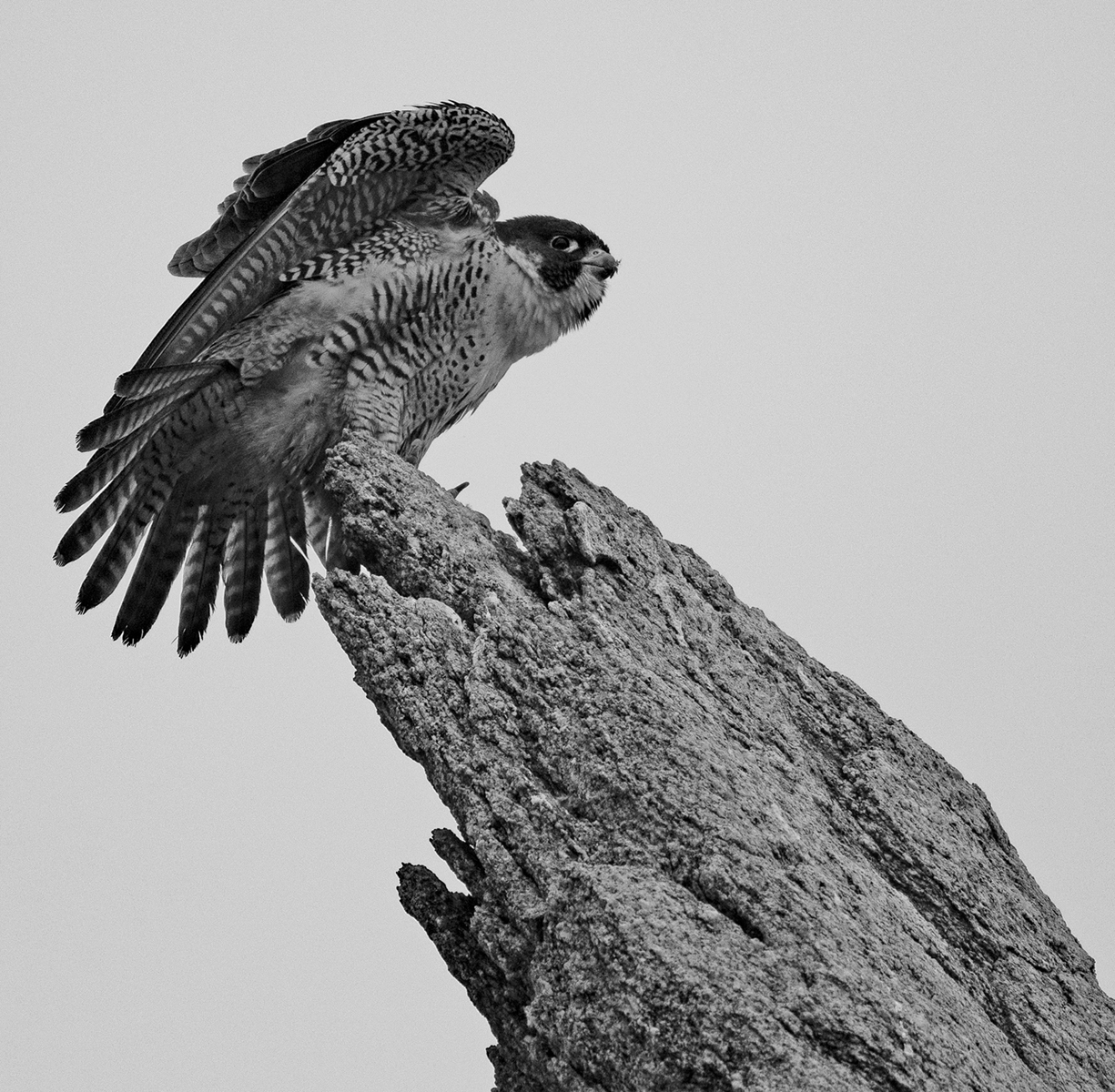 FALCON RUFFLES FEATHERS B&W _DSC3093.jpg