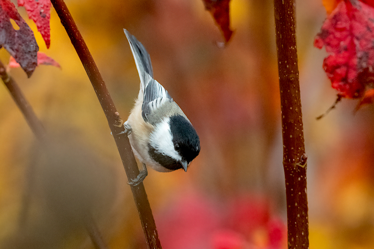 Fall chickadee-2740.jpg