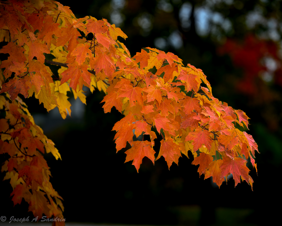 FallColor03.jpg