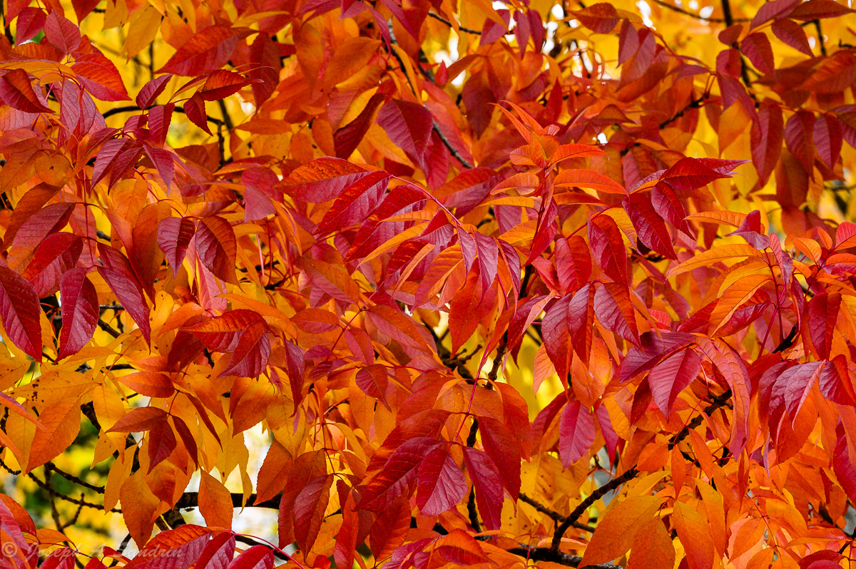 FallColor04.jpg