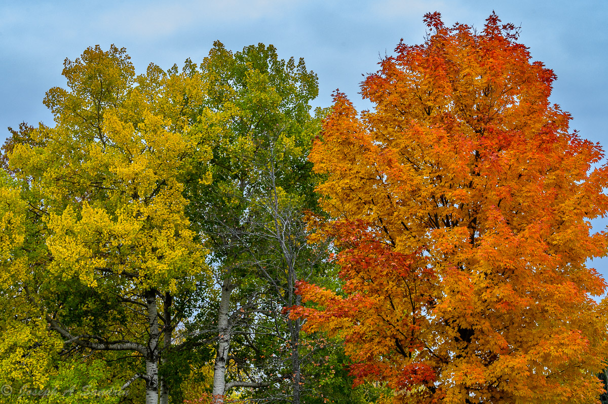 FallColor06.jpg