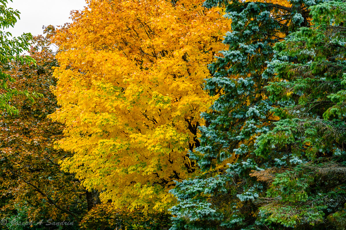 FallColor07.jpg