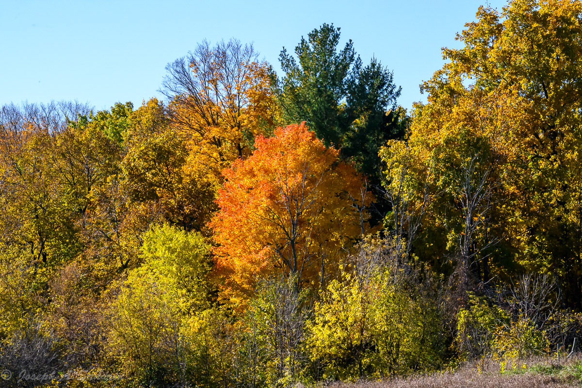 FallColors_01.jpg