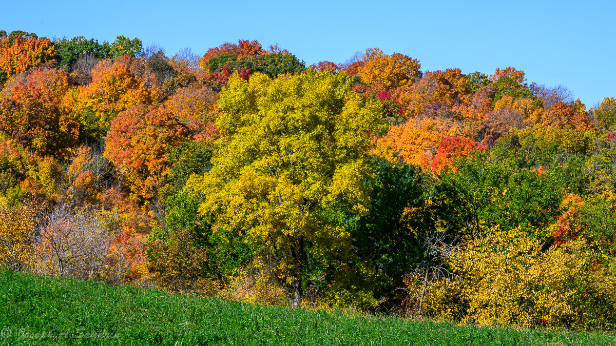 FallColors_03.jpg