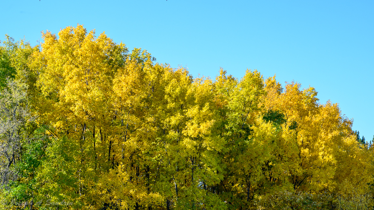 FallColors_04.jpg