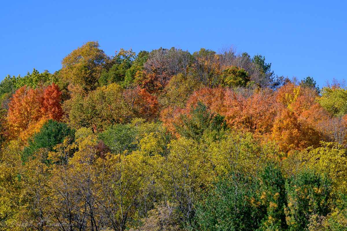 FallColors_05.jpg