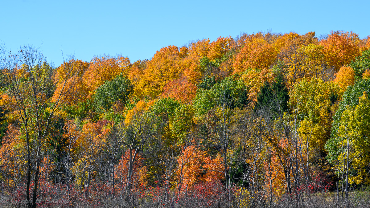 FallColors_08.jpg