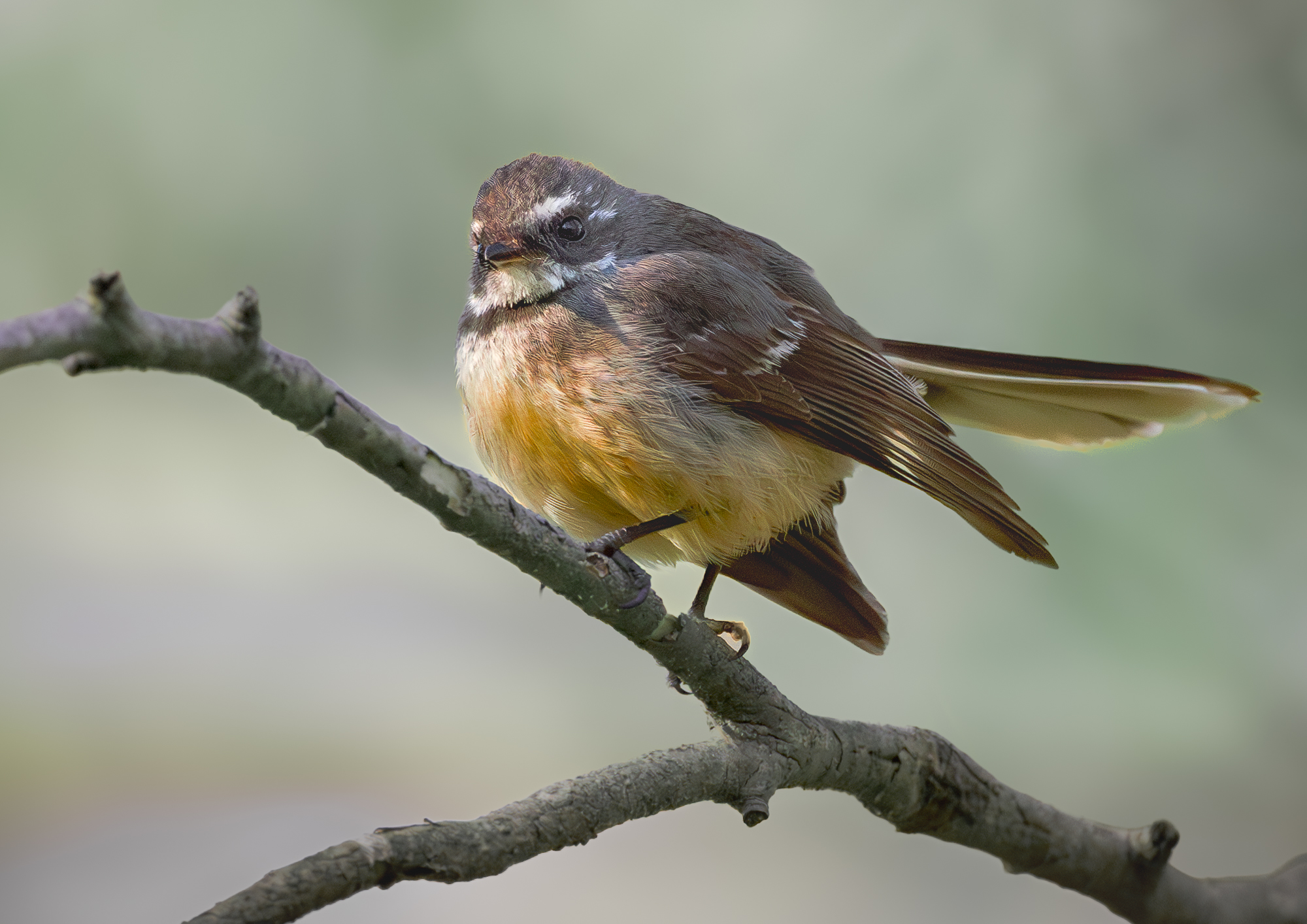 Grey Fantail : Rhipidura albiscap