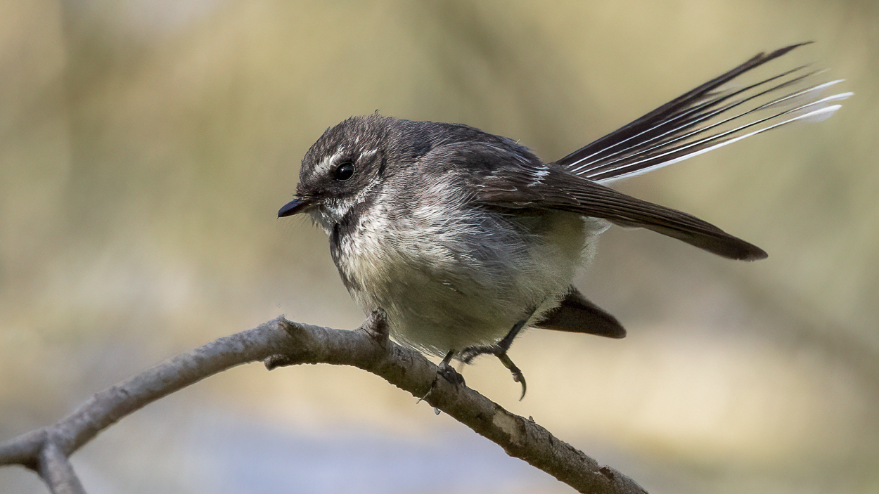 Grey Fantail : Warrandyte, Victoria, Australia