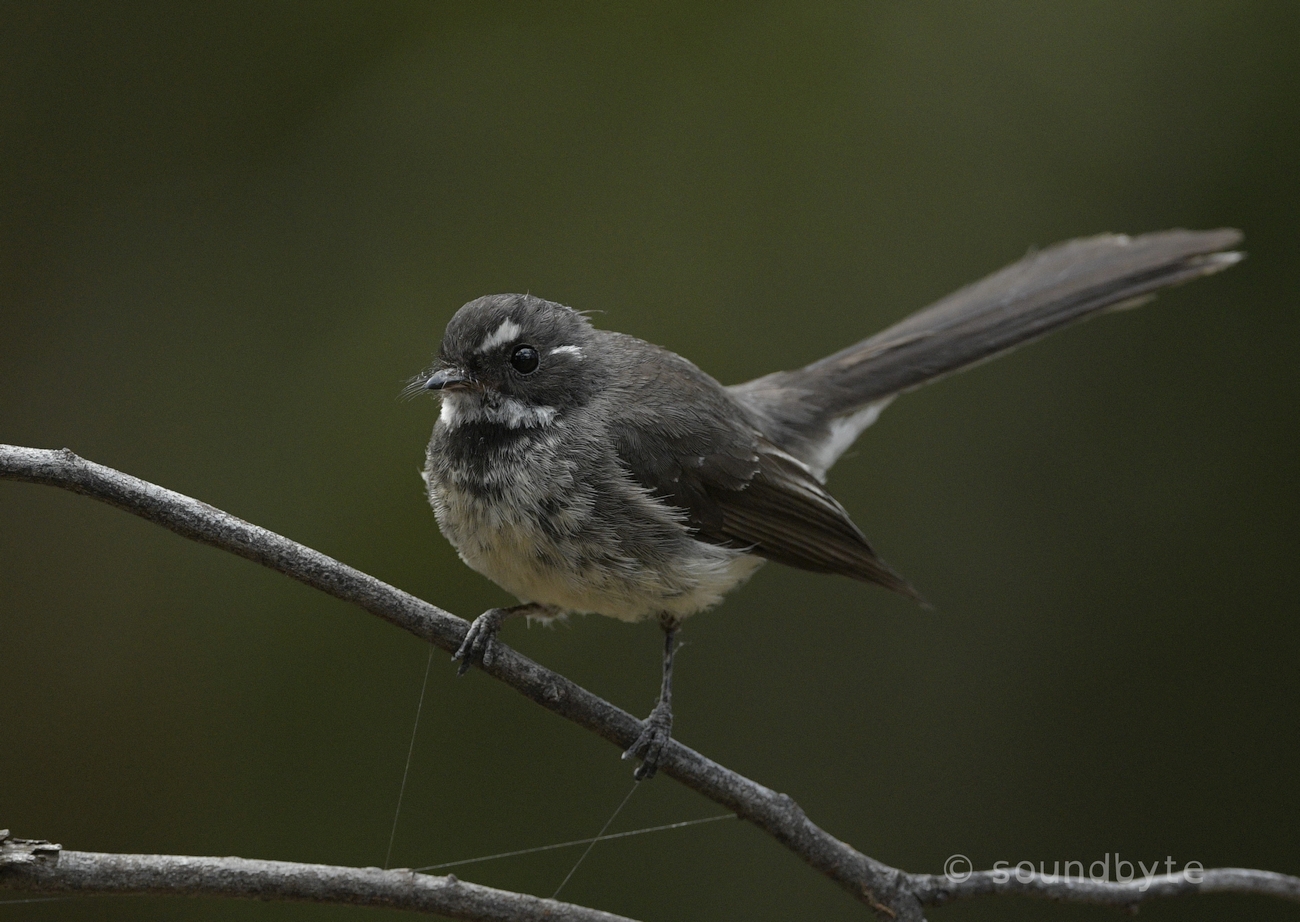 Fantail_091220_BCG.jpg