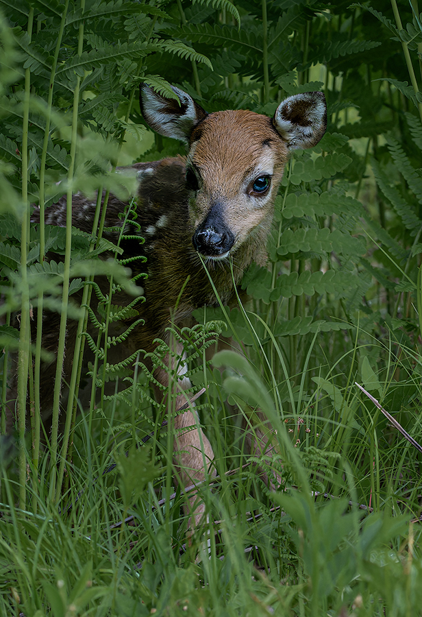 Fawn Emerging from the Ferns.jpg