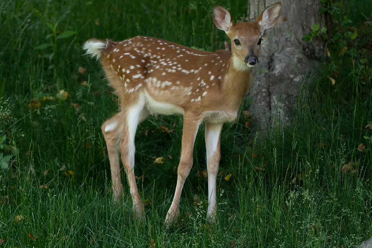 Fawn for BCF.jpg