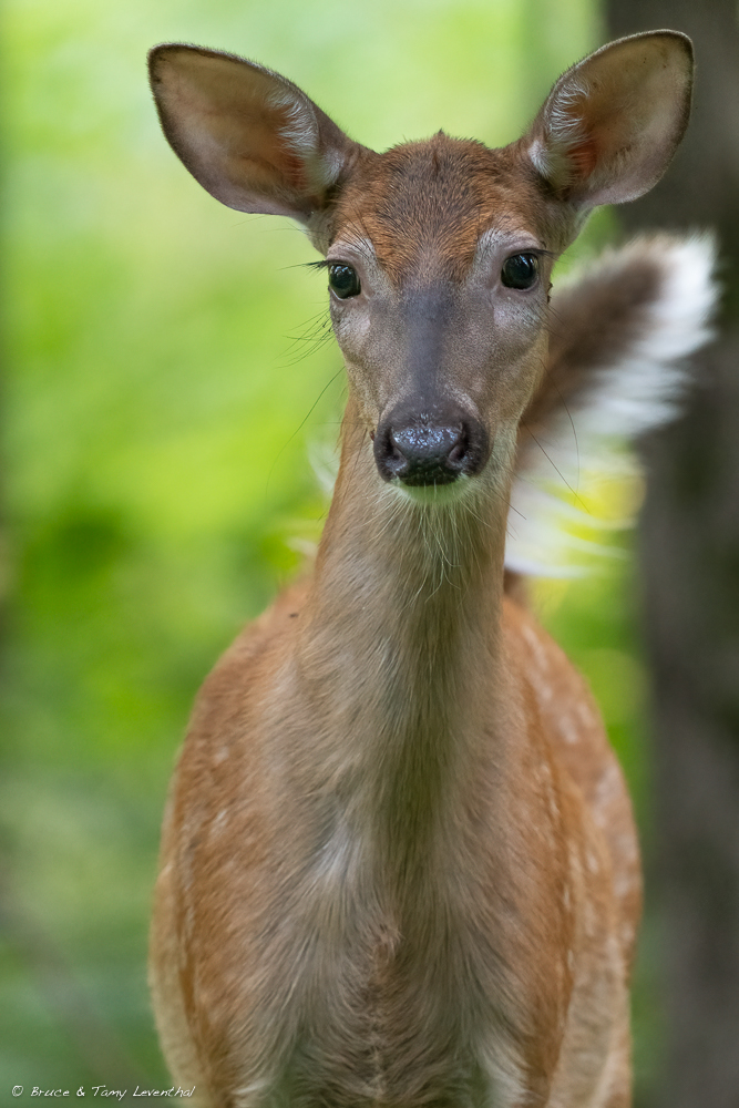 Fawn_LEV4079-Edit.jpg