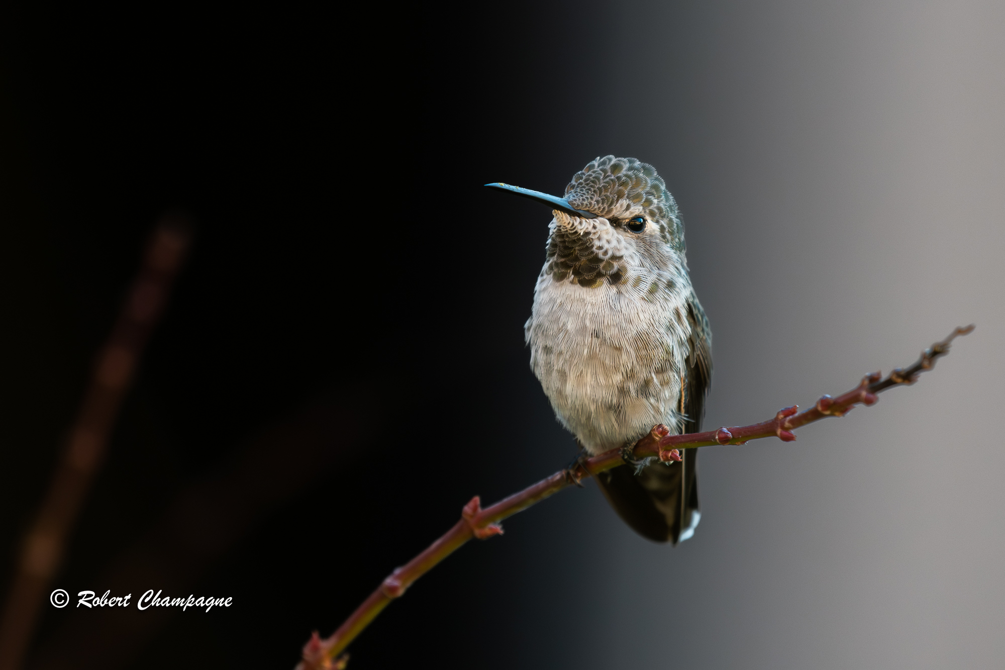 Female Allens Hummingbird small left-4.jpg