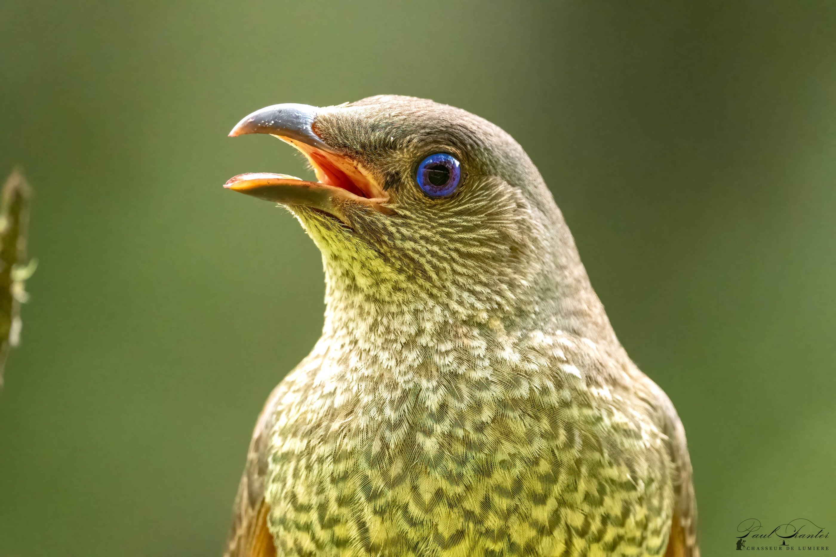 Female-Bower-Bird-2-compressed.jpeg