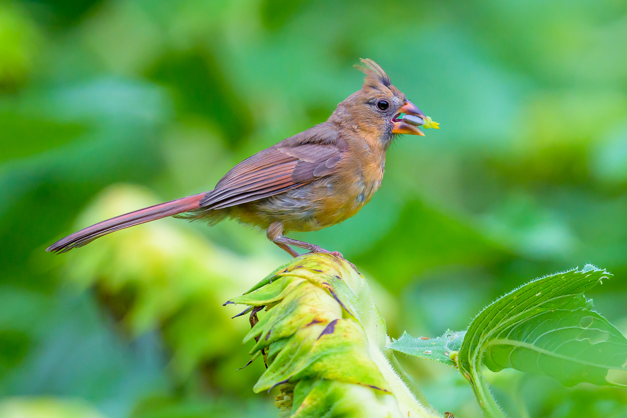 Female Cardinal Enjoying Seeds2.jpg