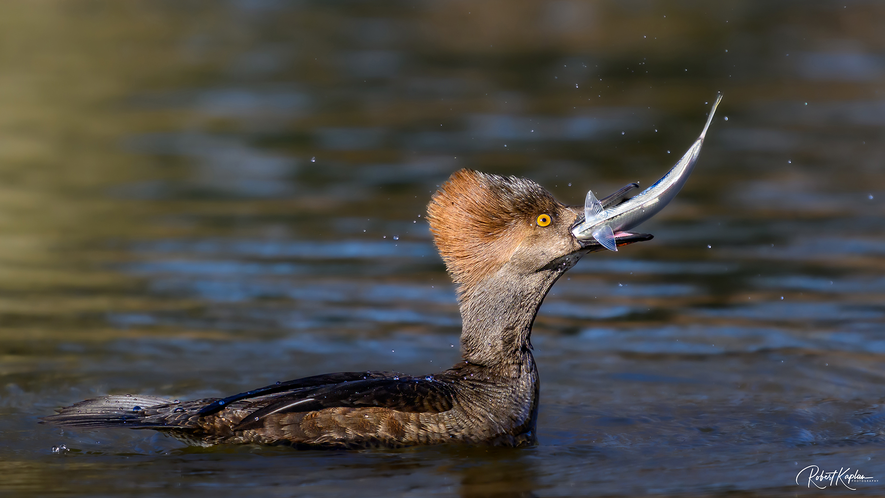 Female Hooded Merganser-small.jpg