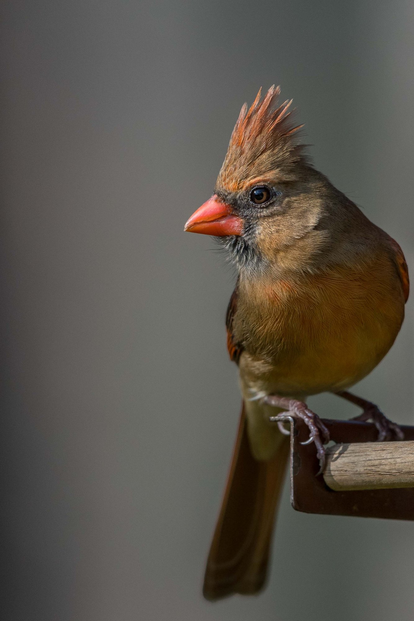 Female Northern Cardinal Profile-101.jpg