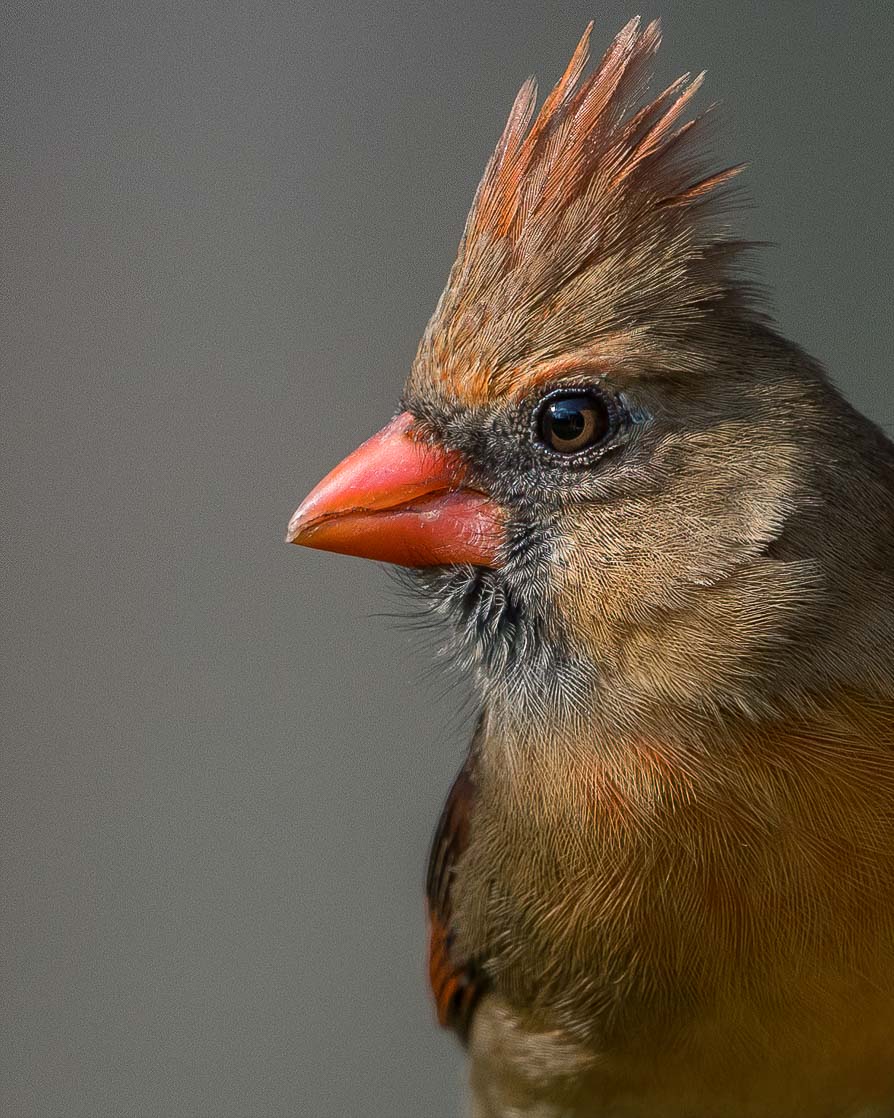 Female Northern Cardinal Profile at Feeder-102.jpg