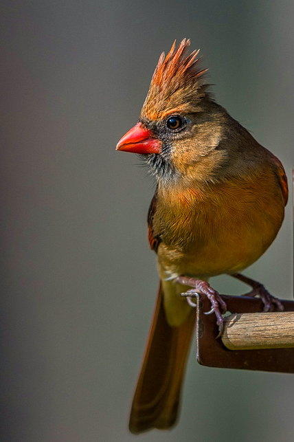 Female Northern Cardinal Profile - Original-1.jpeg